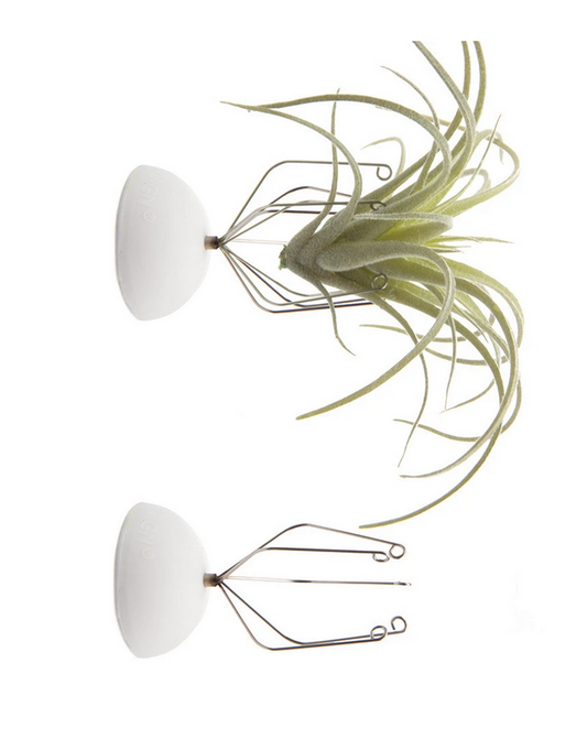 Wall Mount Air Plant Holder