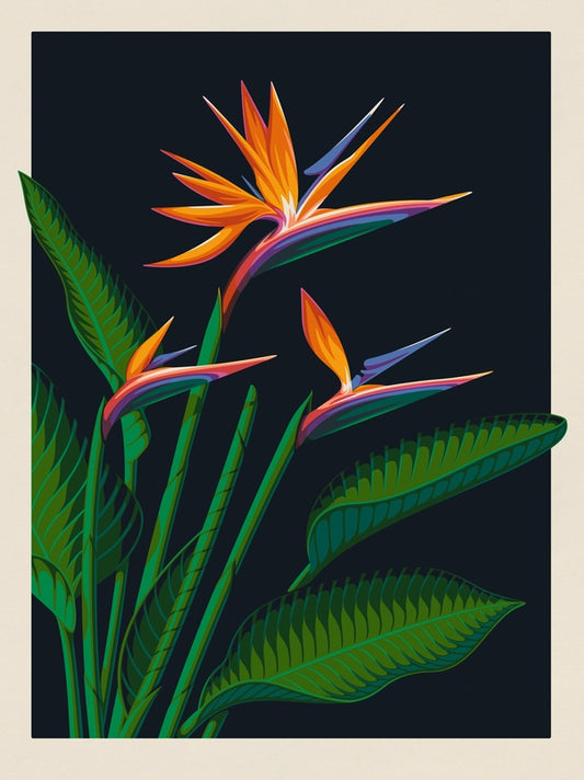 Bird of Paradise, 18" X 24" Print