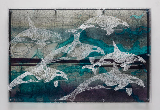 Puget Sound Orca, Double, 20x16