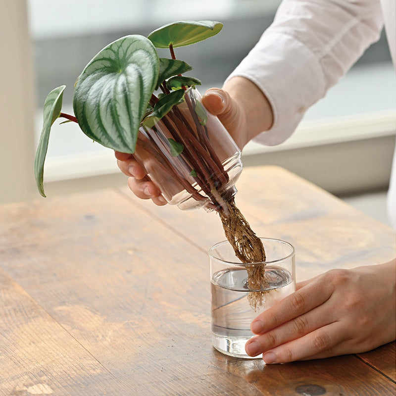 Glass Flower Vase