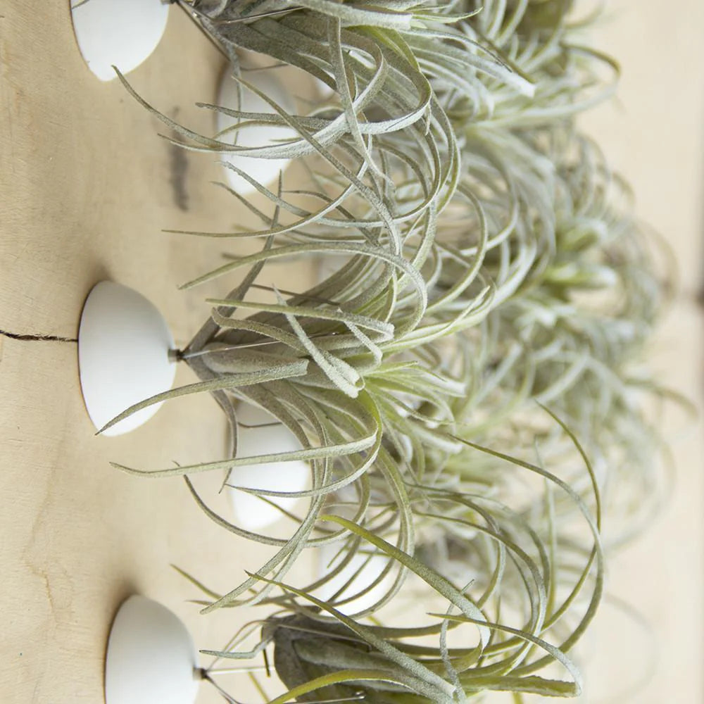 Wall Mount Air Plant Holder