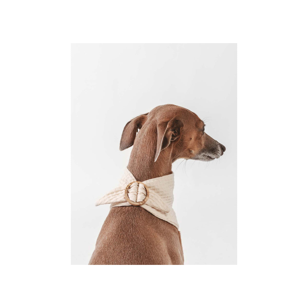 Dog Waffle Bandana